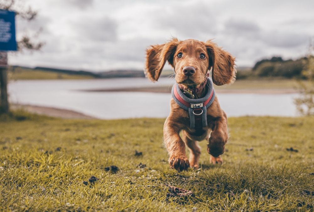 Boykin Spaniel Personality: Unveiling the Charismatic Traits