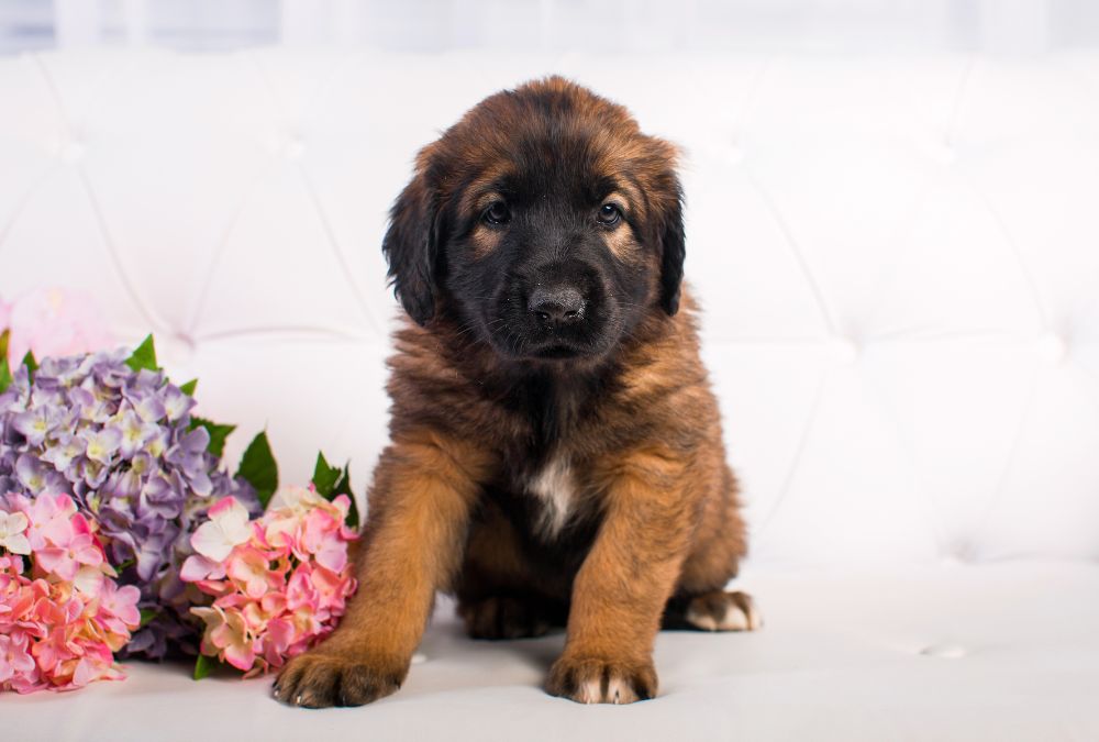 Leonberger Puppies