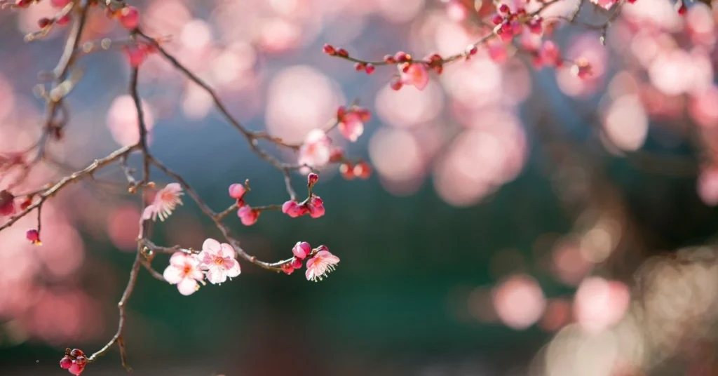Flower delivery in Sydney