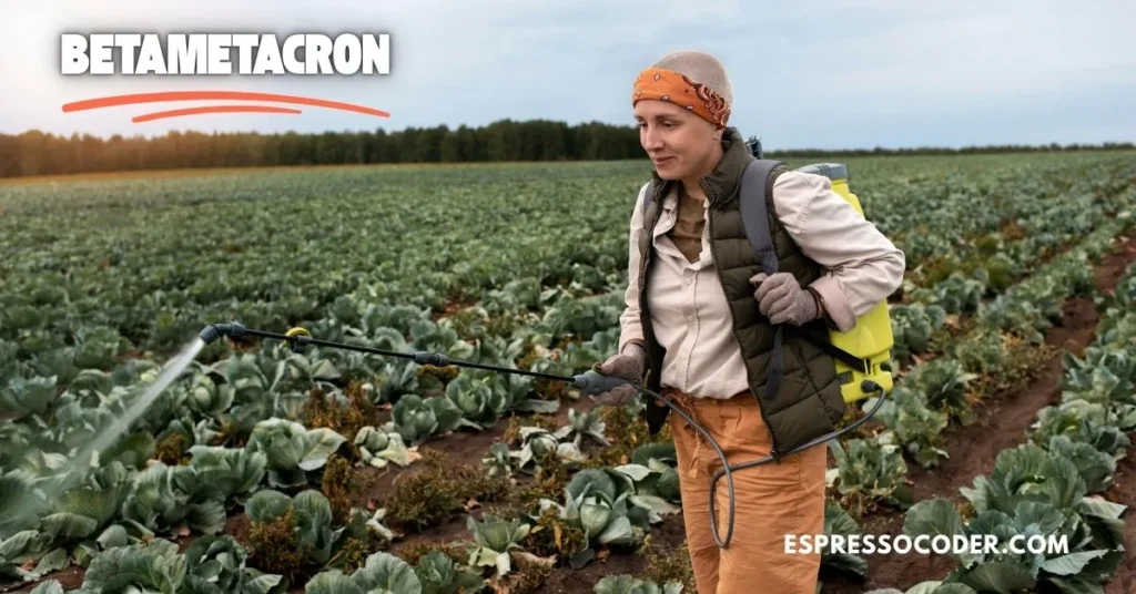 Farmer spraying Betametacron on sugar beet to control broadleaf weeds.