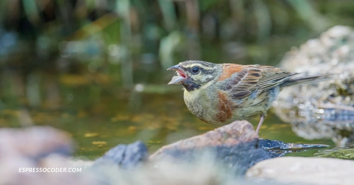 Darwin’s finches on Galápagos Islands showing speciering and adaptive evolution.